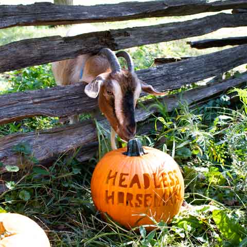 Goat and a pumpkin